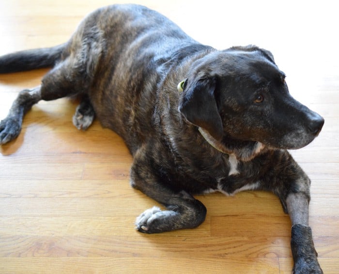 Brenna just chilling out after her Vegan Dog Treat!