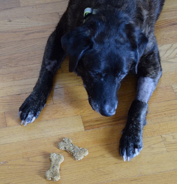 Brenna eating my Vegan Dog Treat Recipe, Pumpkin Cranberry Dog Cookies