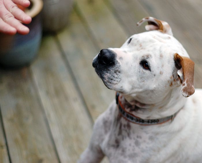 White dog looking at hand