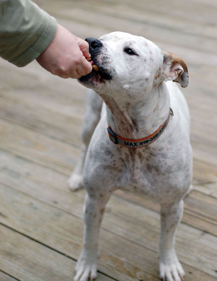 White dog taking cookie from a hand