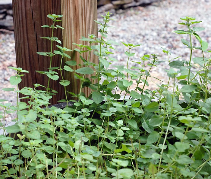 Quick and Easy Fresh Oregano Vegan Pesto