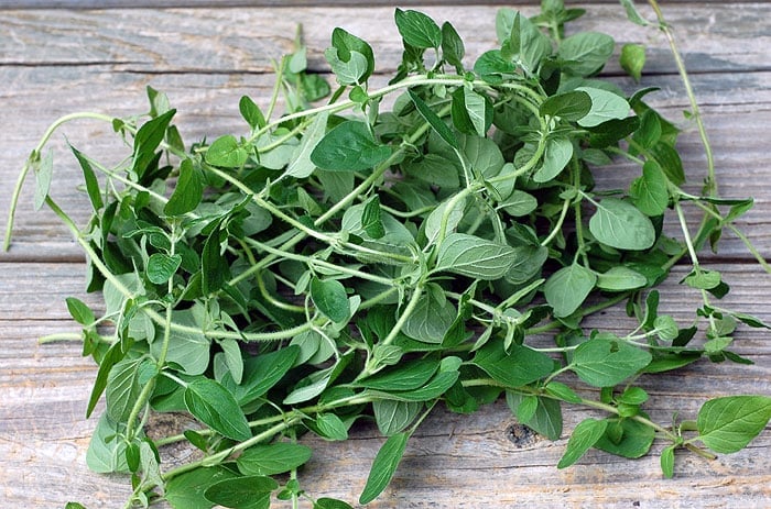Quick and Easy Fresh Oregano Vegan Pesto Quick and Easy Fresh Oregano Vegan Pesto