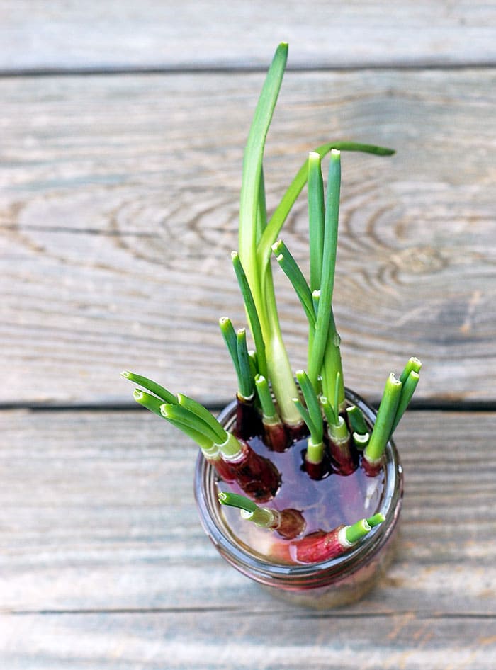 Carrot Cake Pancakes, Windowsill Gardening and a Birthday