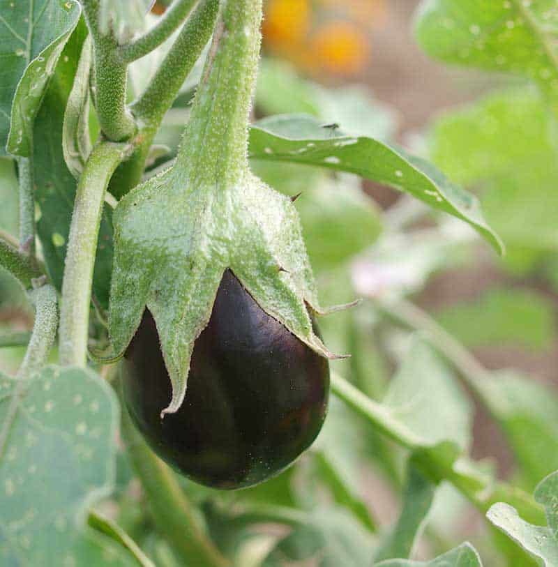 eggplant growing from a stem