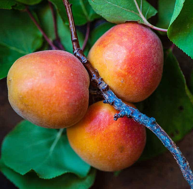 Mangos on tree