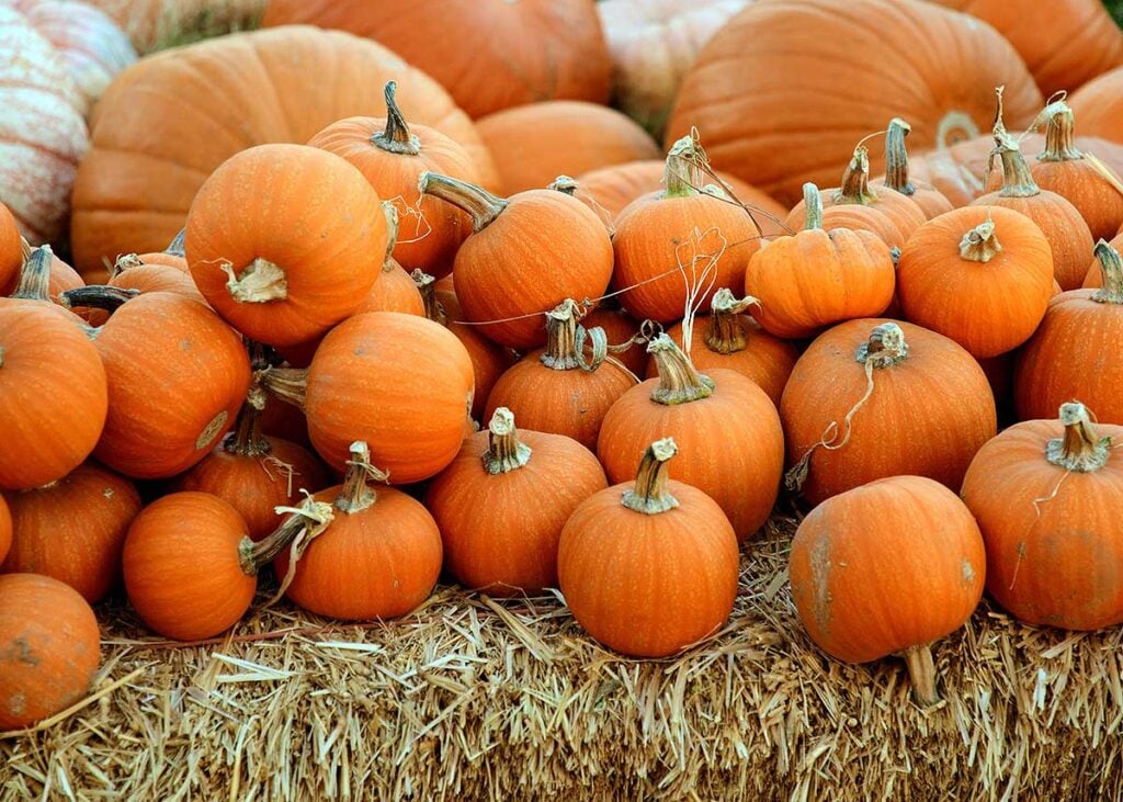 A pile of small orange pie pumpkins on a hay stack.