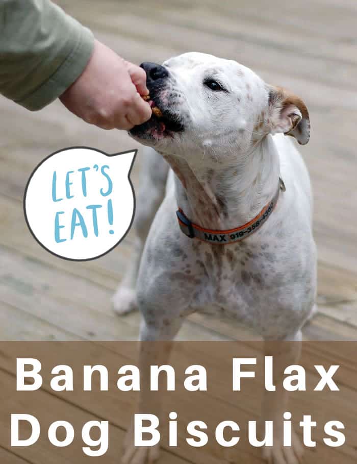 White pittie taking a flax dog biscuit from a hand.