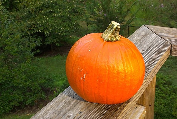 Step by Step Slow Cooker Pumpkin Purée