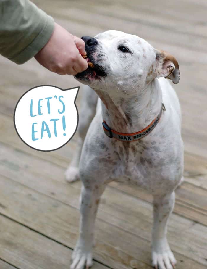 White pittie taking a cookie from its human friend.